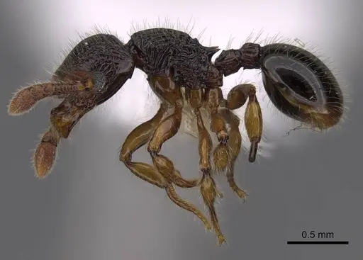 Myrmecina macrops specimen