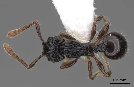Myrmecina mandibularis specimen