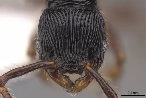 Myrmecina mandibularis specimen