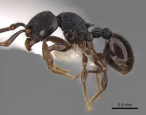 Myrmecina mandibularis specimen