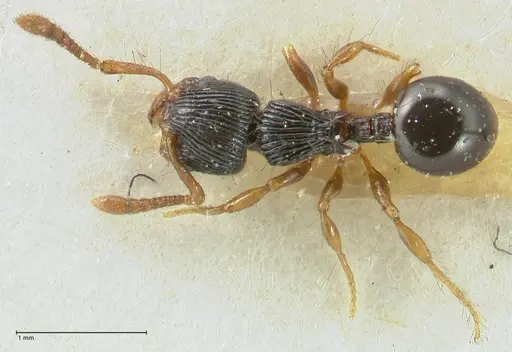 Myrmecina mandibularis - FOCOL1944
