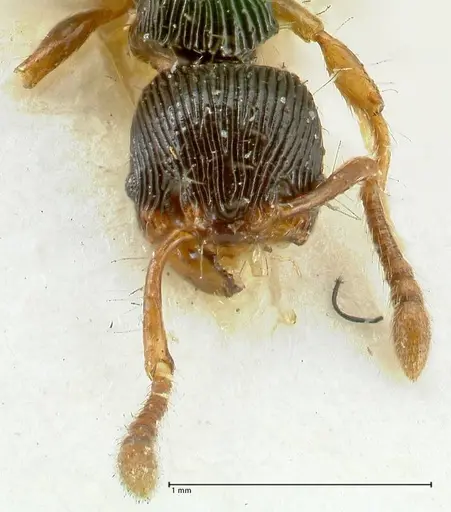 Myrmecina mandibularis - FOCOL1944