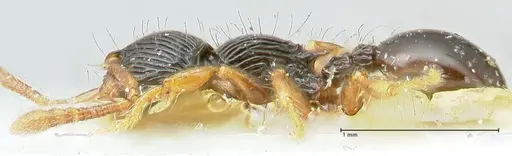 Myrmecina mandibularis - FOCOL1944