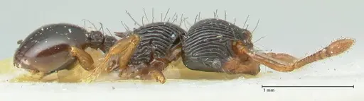 Myrmecina mandibularis - FOCOL1944