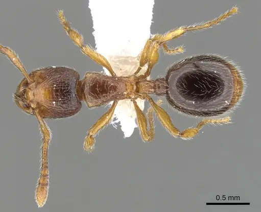 Myrmecina melonii specimen