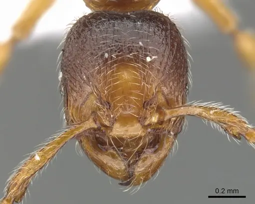 Myrmecina melonii specimen