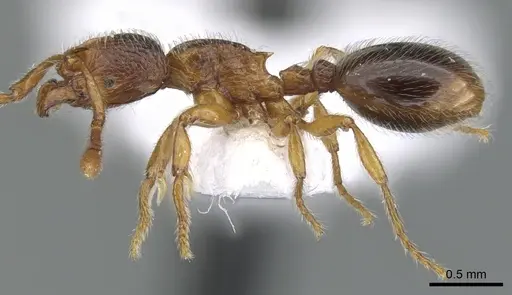 Myrmecina melonii specimen