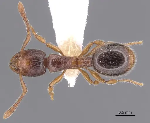 Myrmecina melonii - CASENT0904563