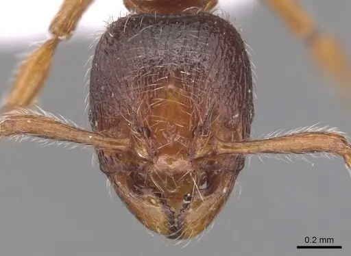 Myrmecina melonii - CASENT0904563