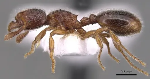 Myrmecina melonii - CASENT0904563