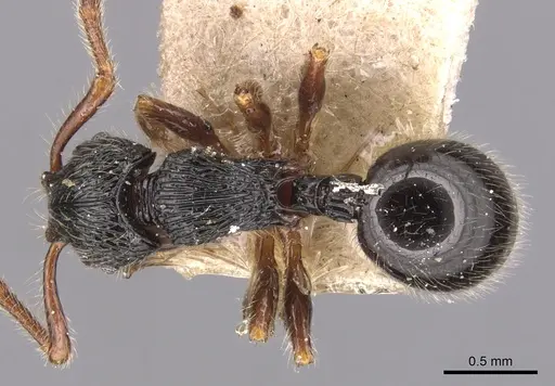 Myrmecina modesta specimen