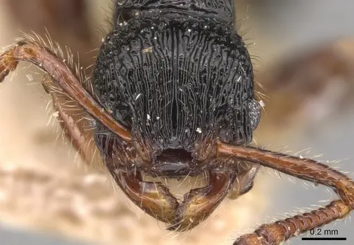 Myrmecina modesta specimen