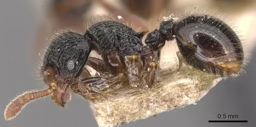 Myrmecina modesta specimen