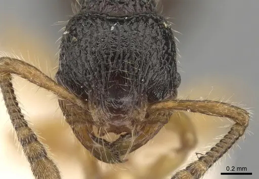 Myrmecina nipponica specimen