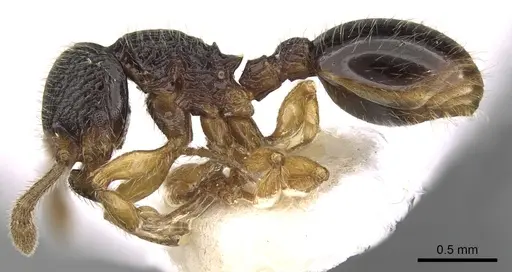 Myrmecina nipponica specimen