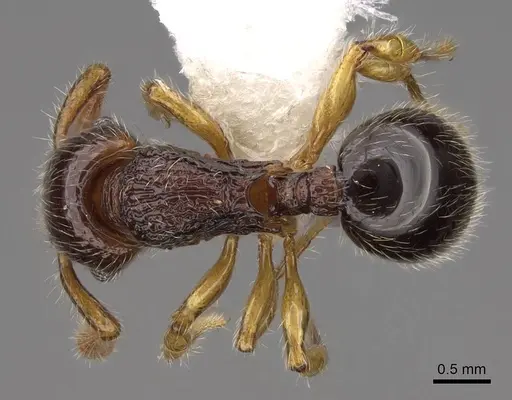 Myrmecina nitidiuscula specimen