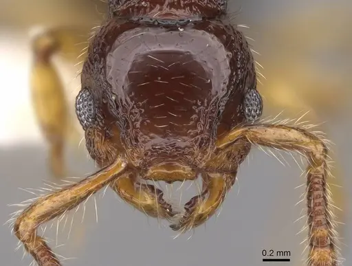 Myrmecina nitidiuscula specimen