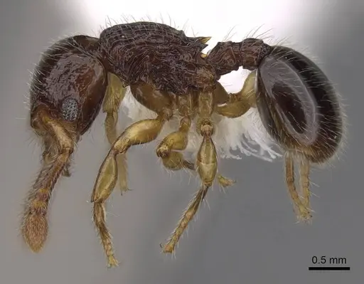 Myrmecina nitidiuscula specimen