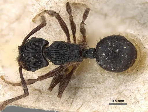Myrmecina opaciventris specimen