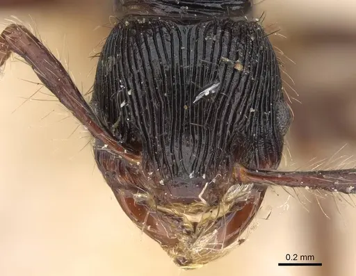 Myrmecina opaciventris specimen