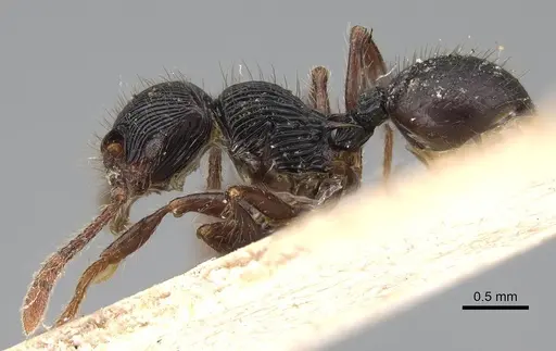 Myrmecina opaciventris specimen