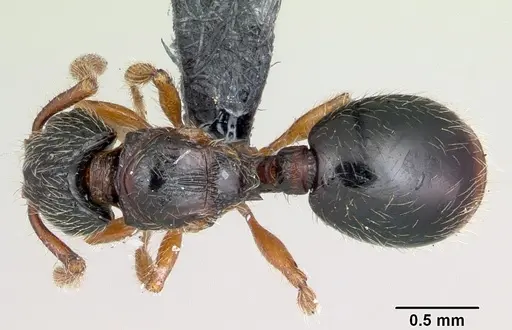 Myrmecina pauca specimen
