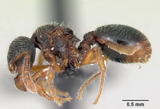 Myrmecina pauca specimen