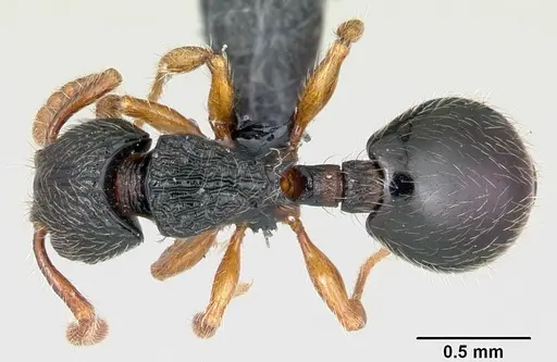 Myrmecina pauca - CASENT0070301