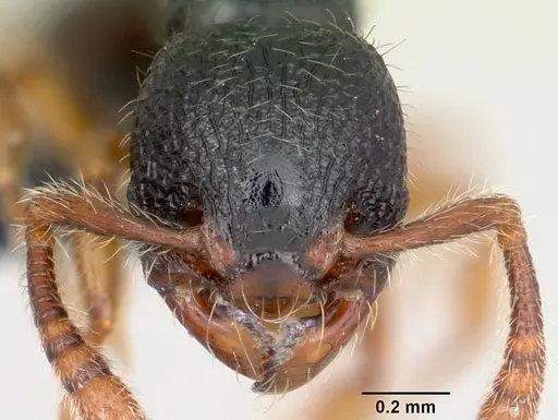 Myrmecina pauca - CASENT0070301