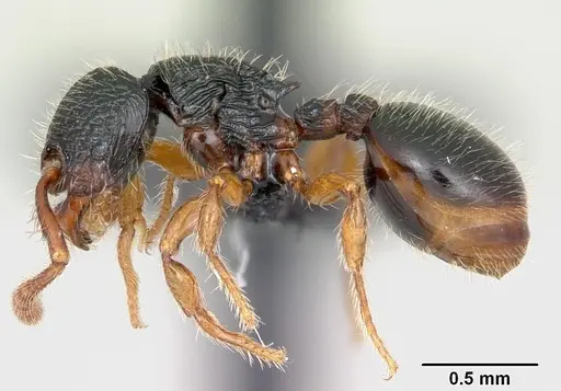 Myrmecina pauca - CASENT0070301