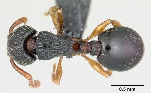 Myrmecina pauca - CASENT0070302