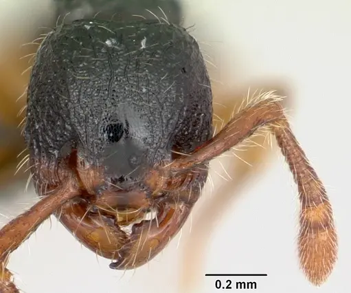 Myrmecina pauca - CASENT0070302