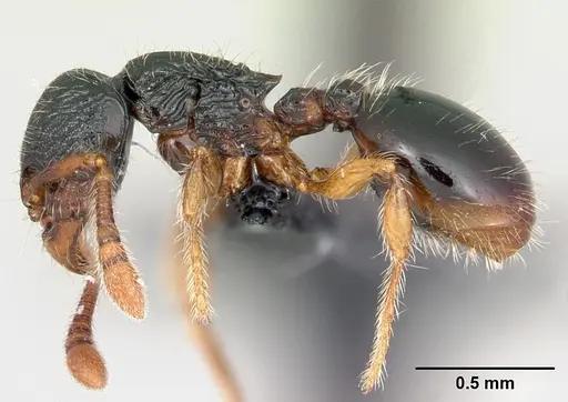 Myrmecina pauca - CASENT0070302