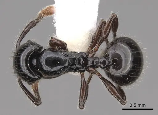 Myrmecina polita specimen