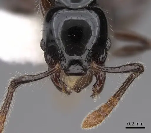 Myrmecina polita specimen