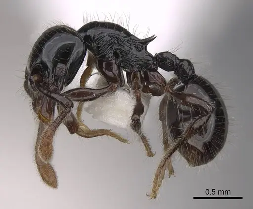 Myrmecina polita specimen