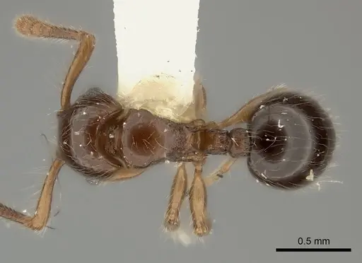 Myrmecina punctata specimen