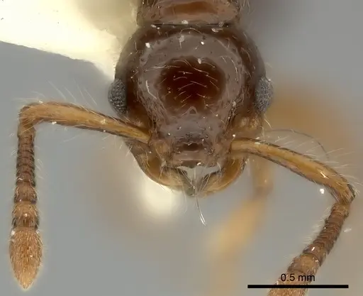 Myrmecina punctata specimen