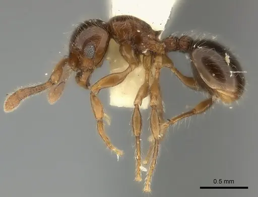 Myrmecina punctata specimen