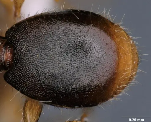 Myrmecina reticulata specimen