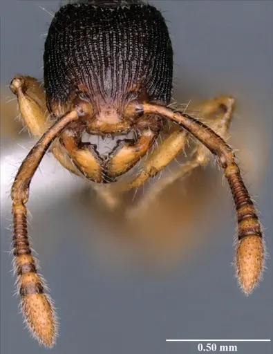 Myrmecina reticulata specimen