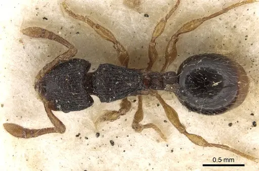 Myrmecina rugosa specimen