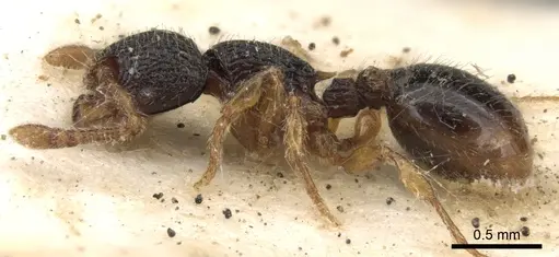 Myrmecina rugosa specimen