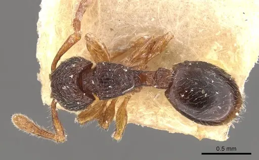 Myrmecina sauteri specimen