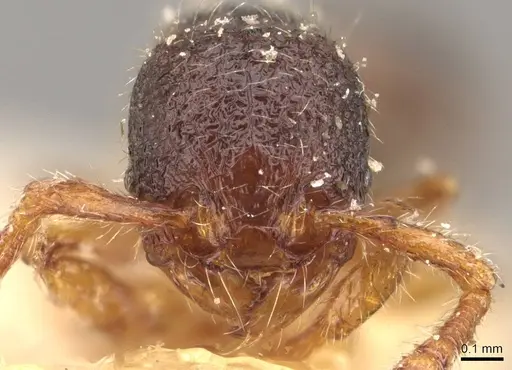 Myrmecina sauteri specimen