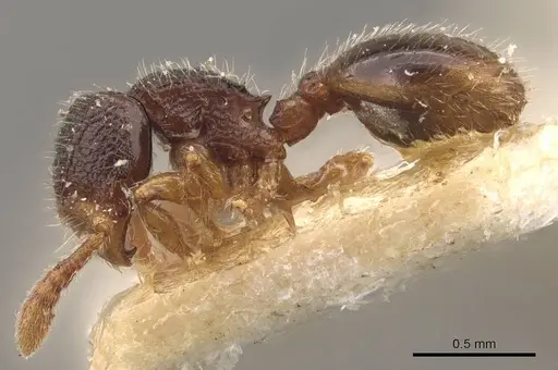 Myrmecina sauteri specimen