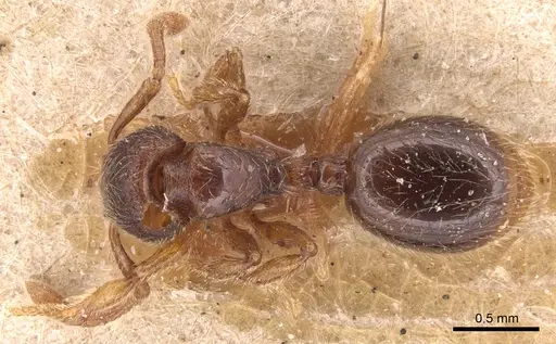Myrmecina sicula specimen