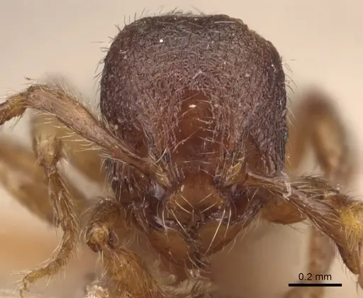 Myrmecina sicula specimen