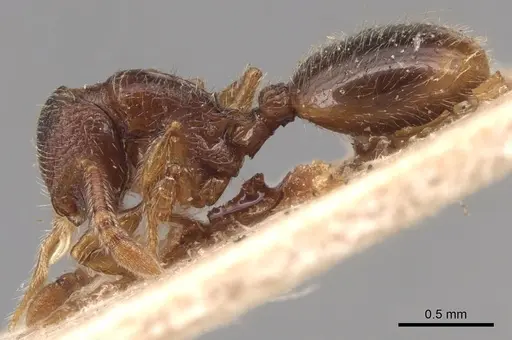 Myrmecina sicula specimen