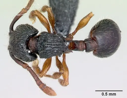 Myrmecina sinensis specimen